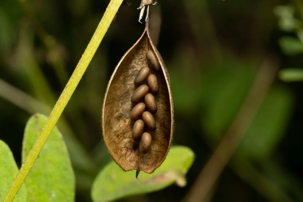Astragalus Seed Pack