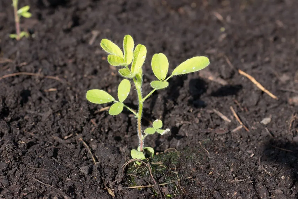 Astragalus Seed Pack