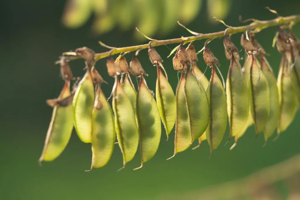 Astragalus Seed Pack