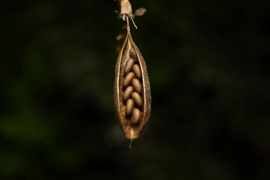 Astragalus Seed Pack