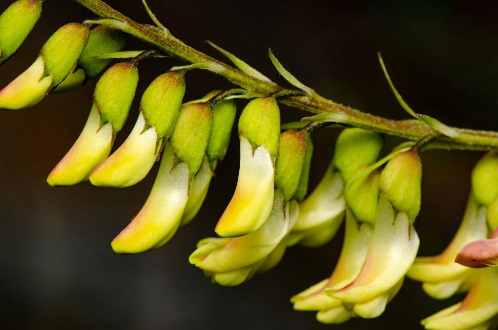 Astragalus Seed Pack