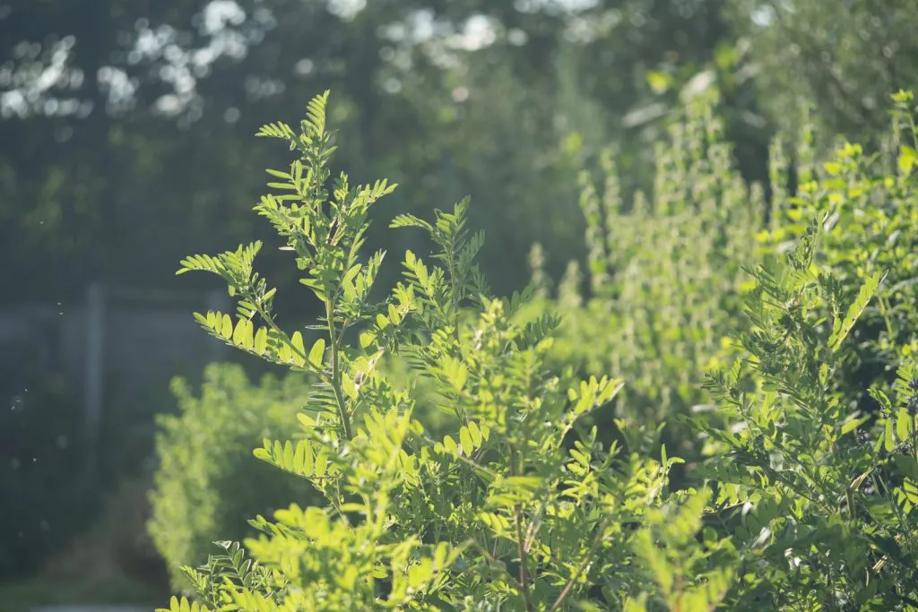 Astragalus Seed Pack