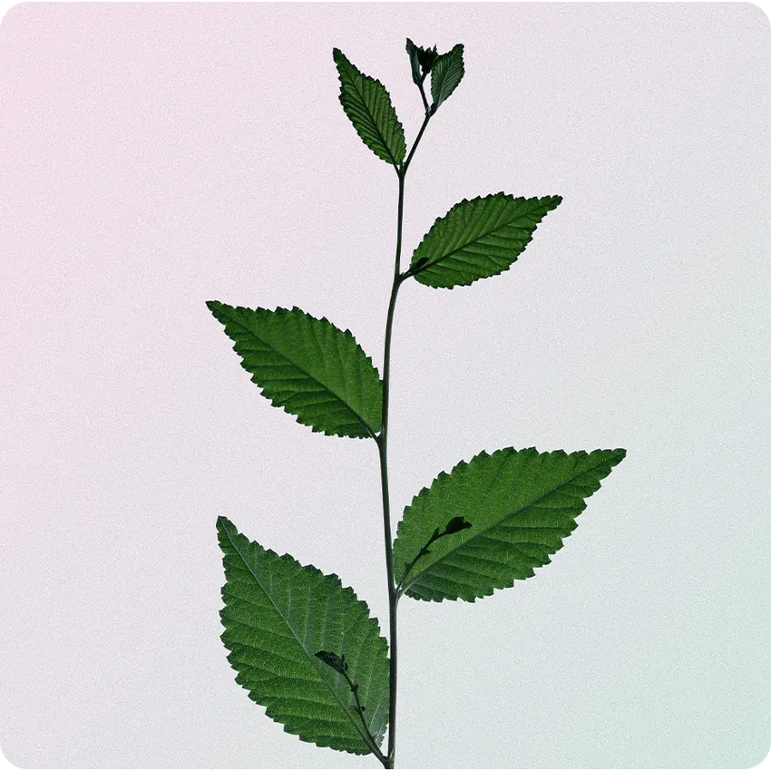Botanical Bouche Natural Moushwash