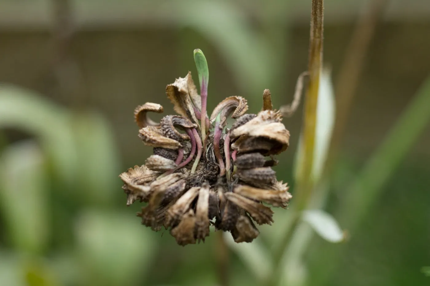 Calendula Seed Pack