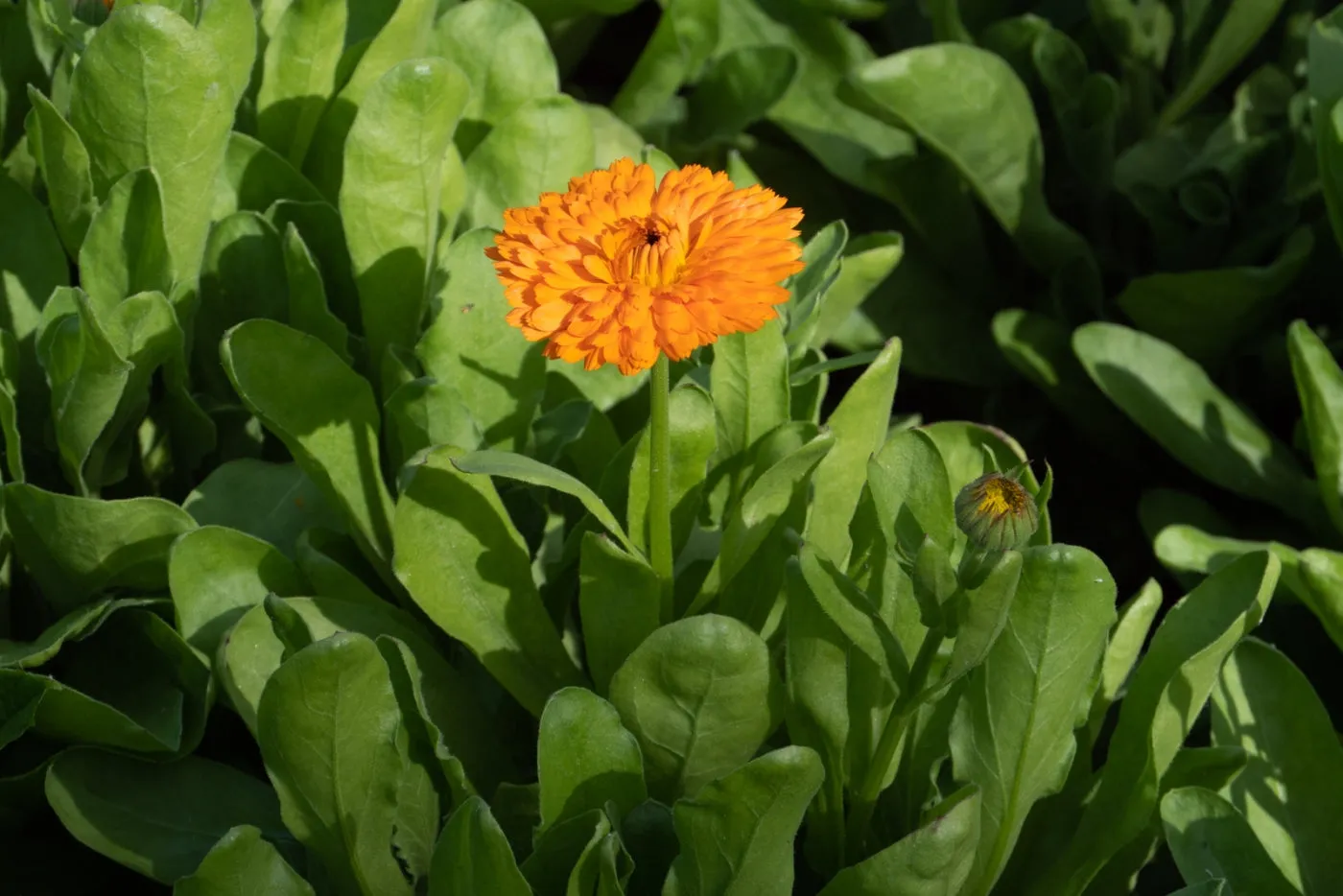 Calendula Seed Pack