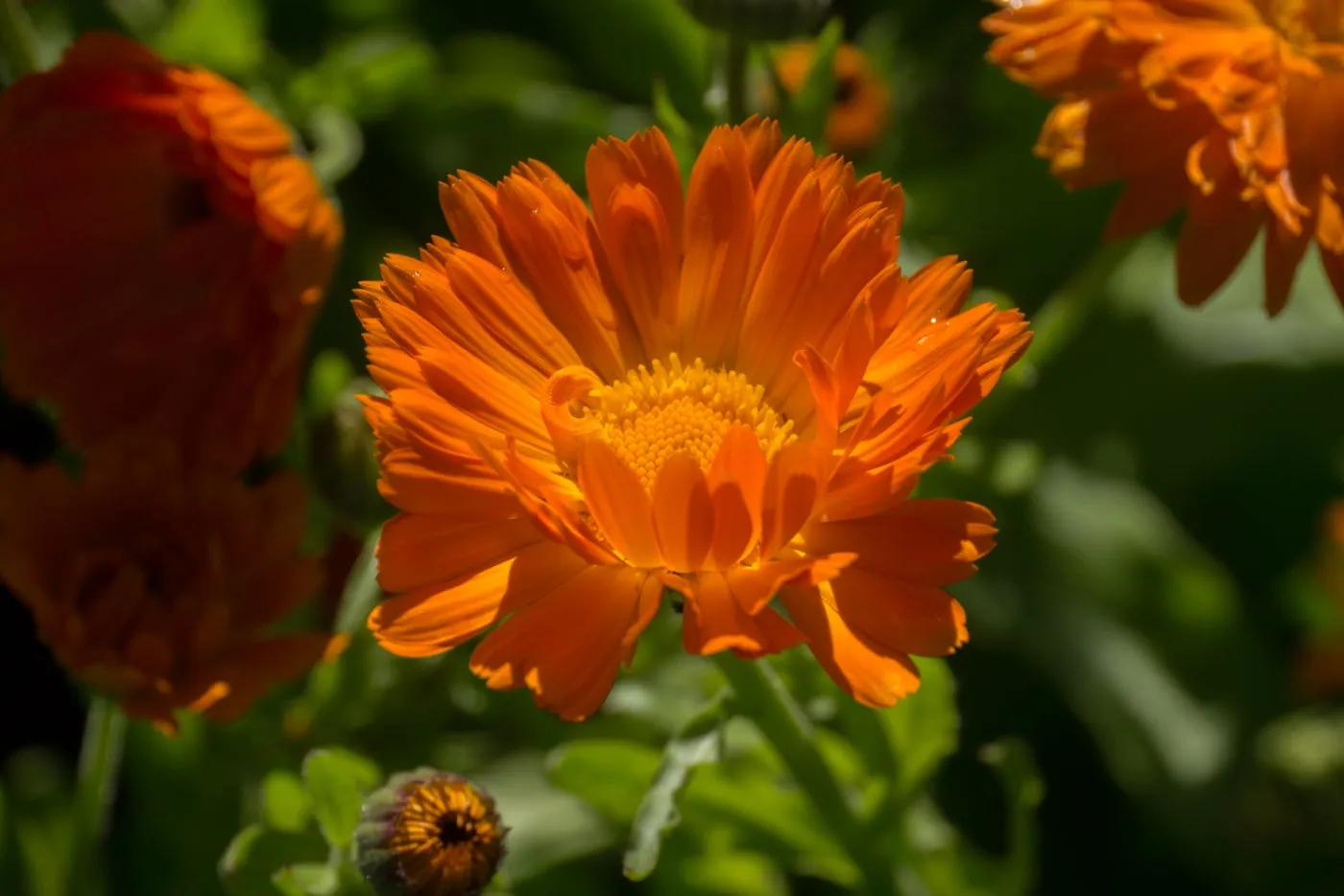 Calendula Seed Pack