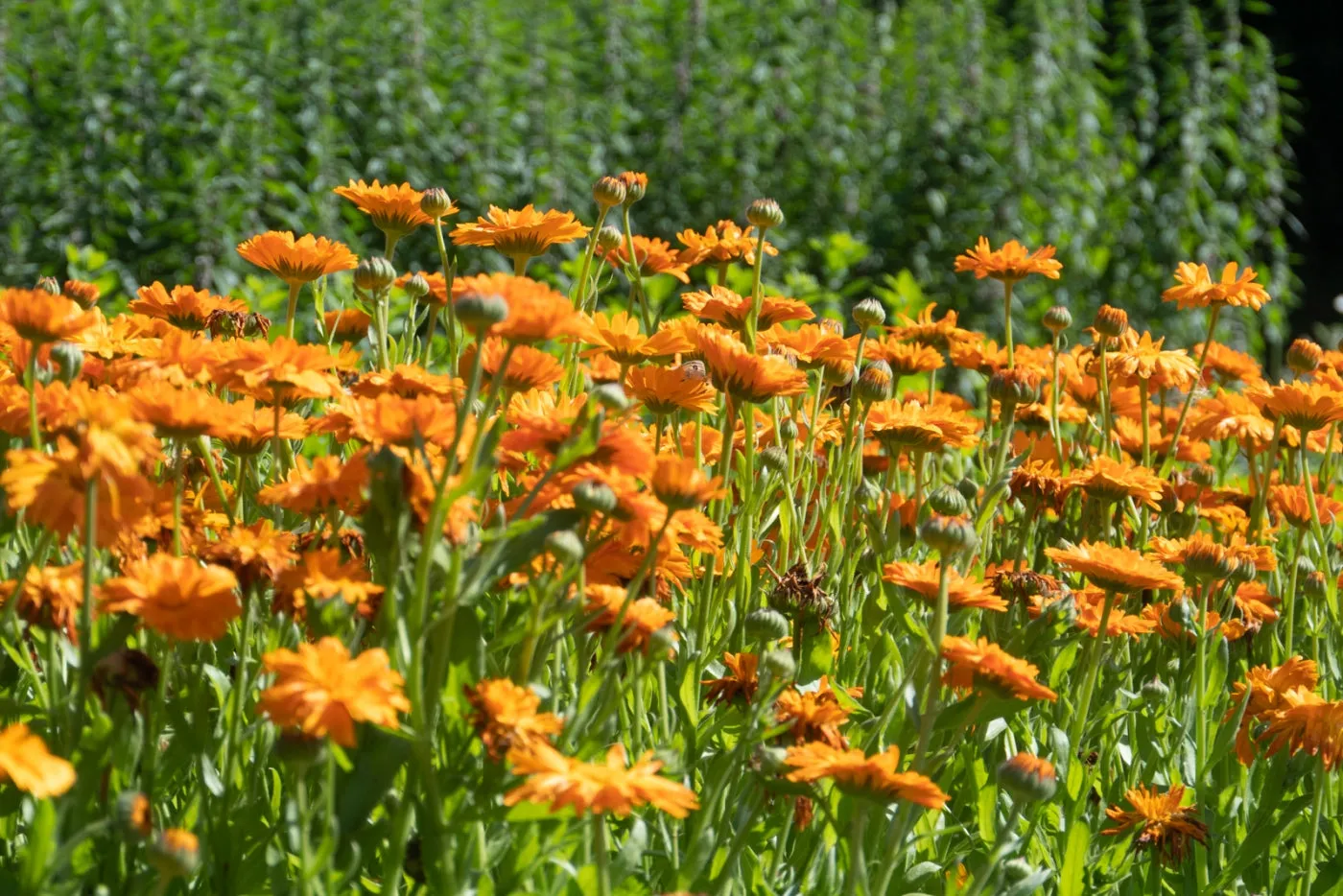 Calendula Seed Pack