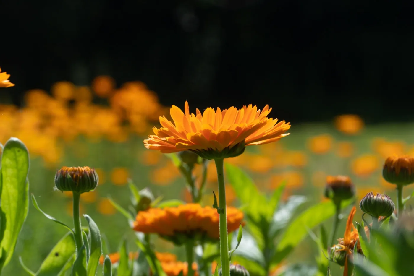 Calendula Seed Pack