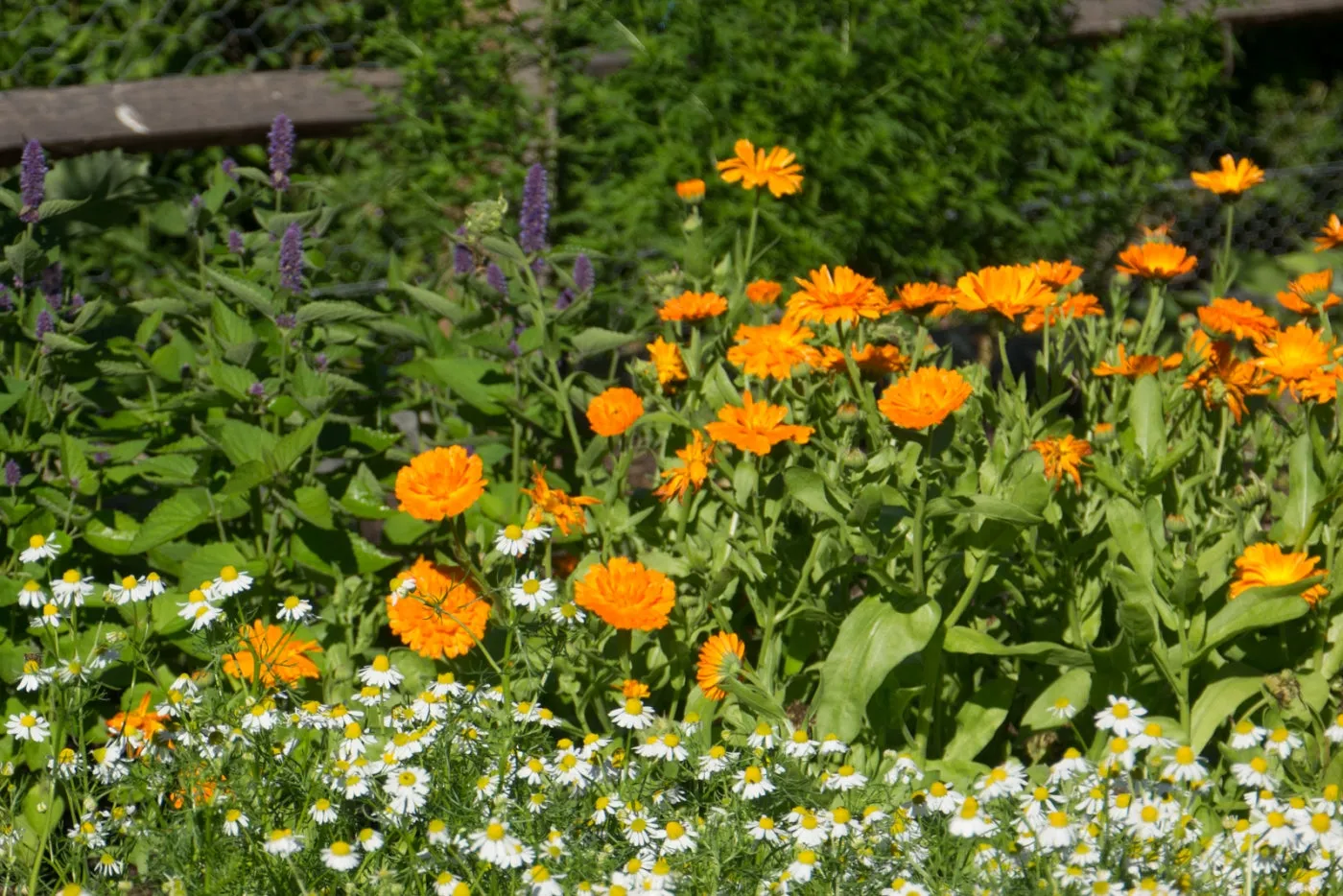 Calendula Seed Pack