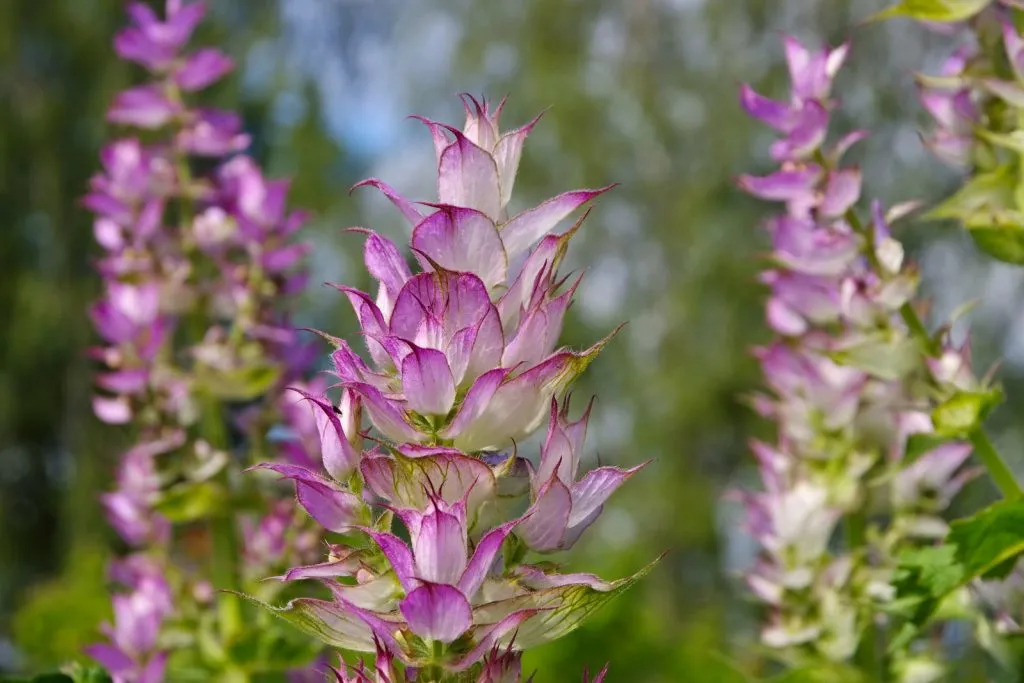 Clary Sage Seed Pack