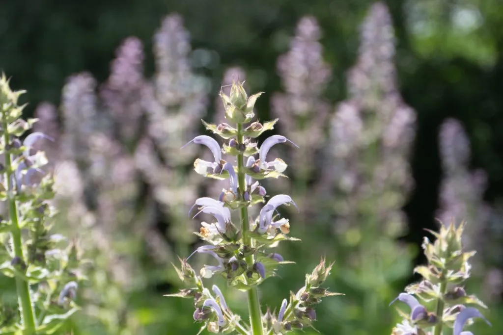Clary Sage Seed Pack