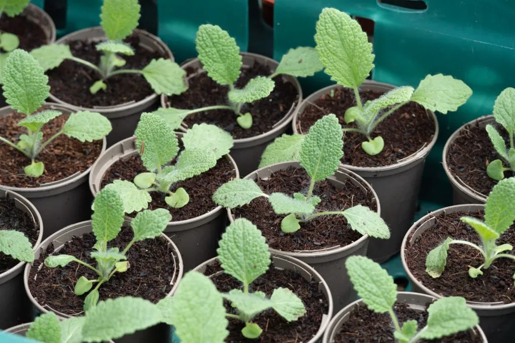 Clary Sage Seed Pack