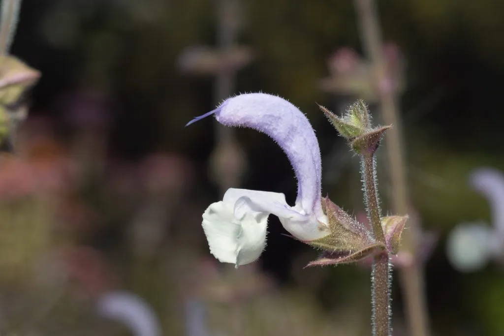 Clary Sage Seed Pack