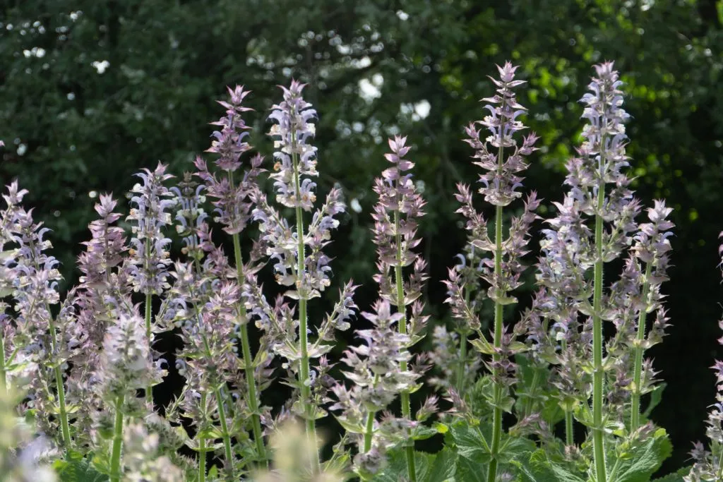 Clary Sage Seed Pack