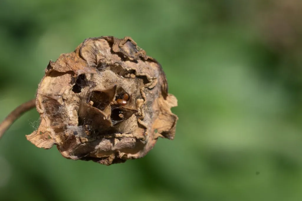 Codonopsis Seed Pack