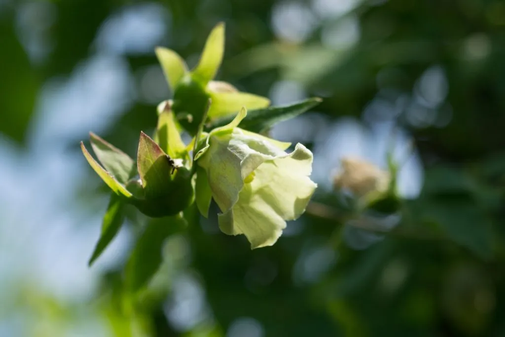 Codonopsis Seed Pack