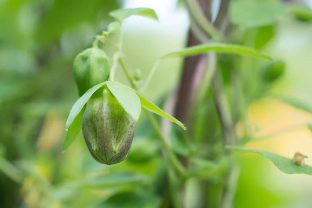 Codonopsis Seed Pack