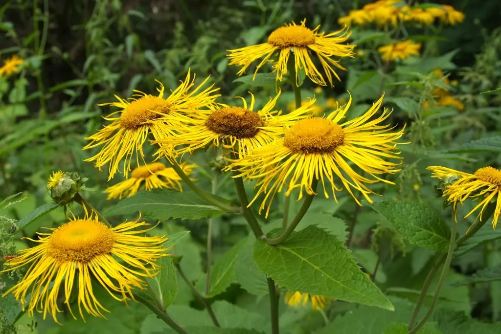 Elecampane Seed Pack