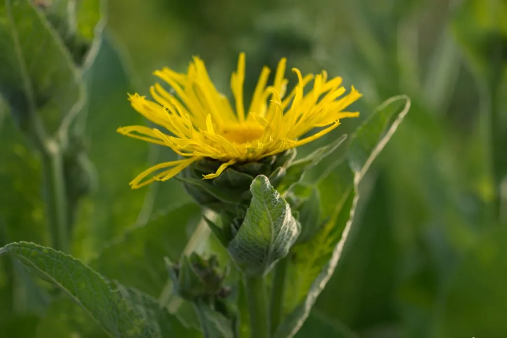 Elecampane Seed Pack