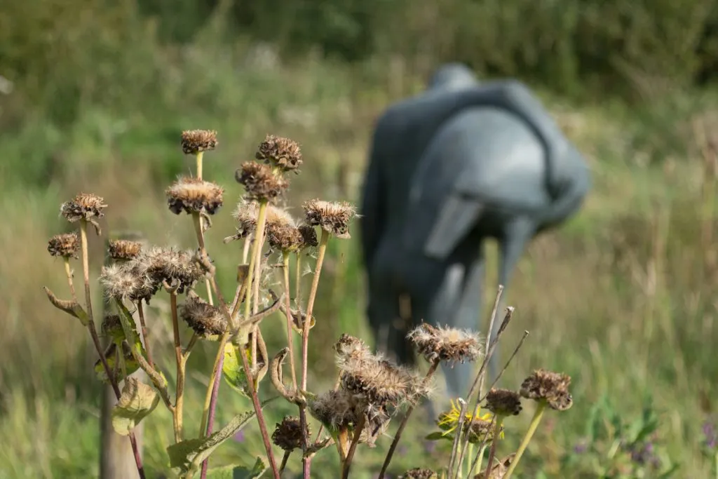 Elecampane Seed Pack