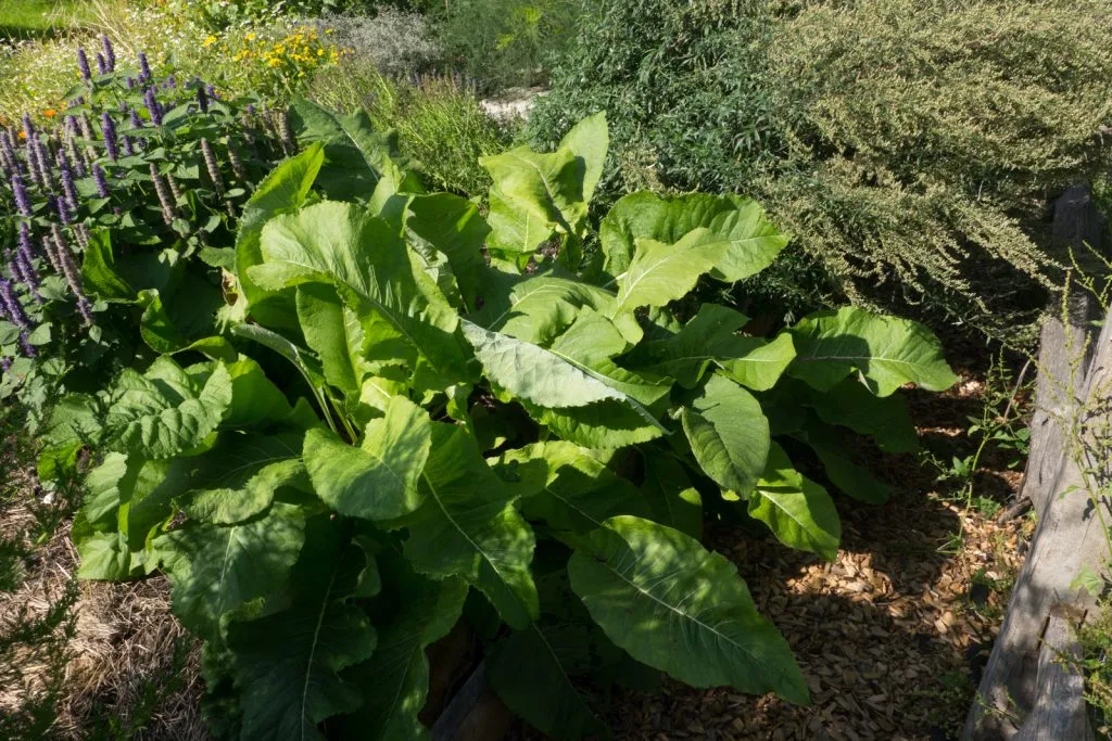 Elecampane Seed Pack