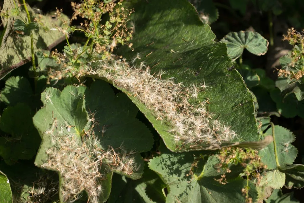 Elecampane Seed Pack