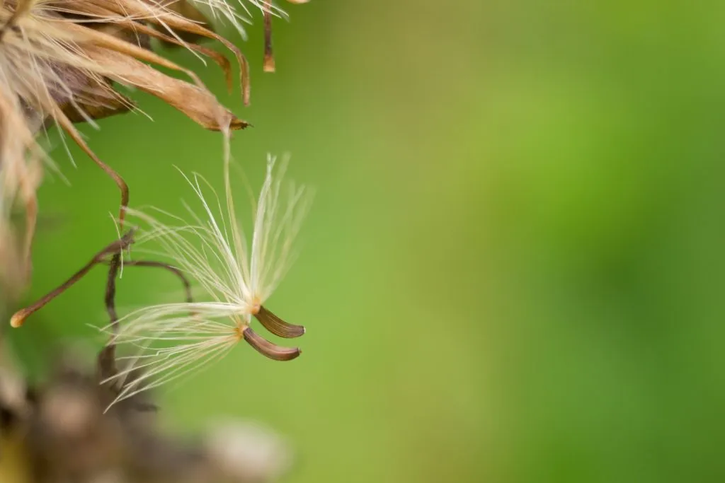 Elecampane Seed Pack