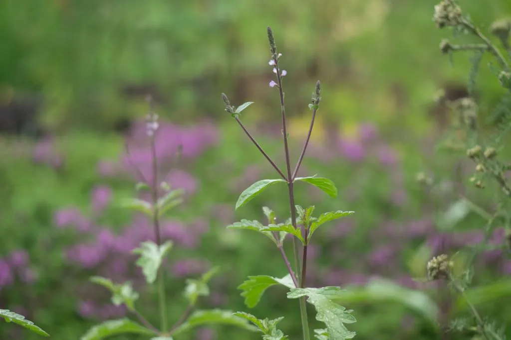 European Vervain Seed Pack