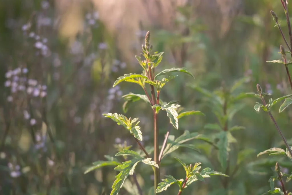 European Vervain Seed Pack