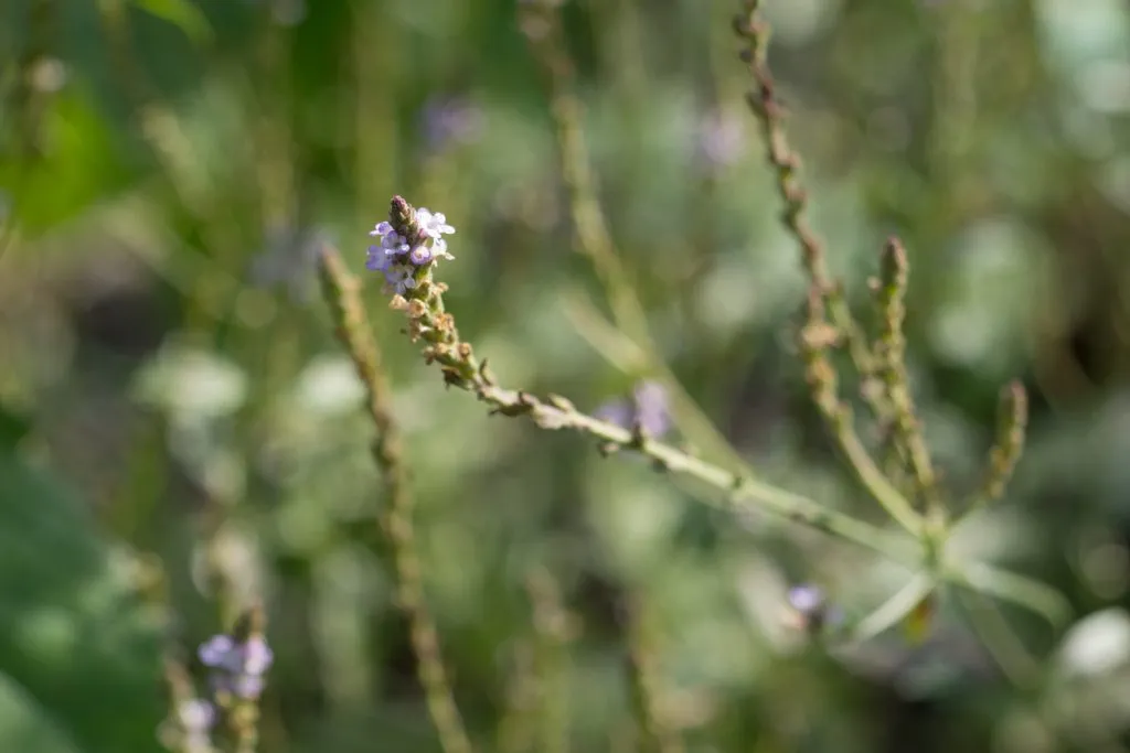 European Vervain Seed Pack