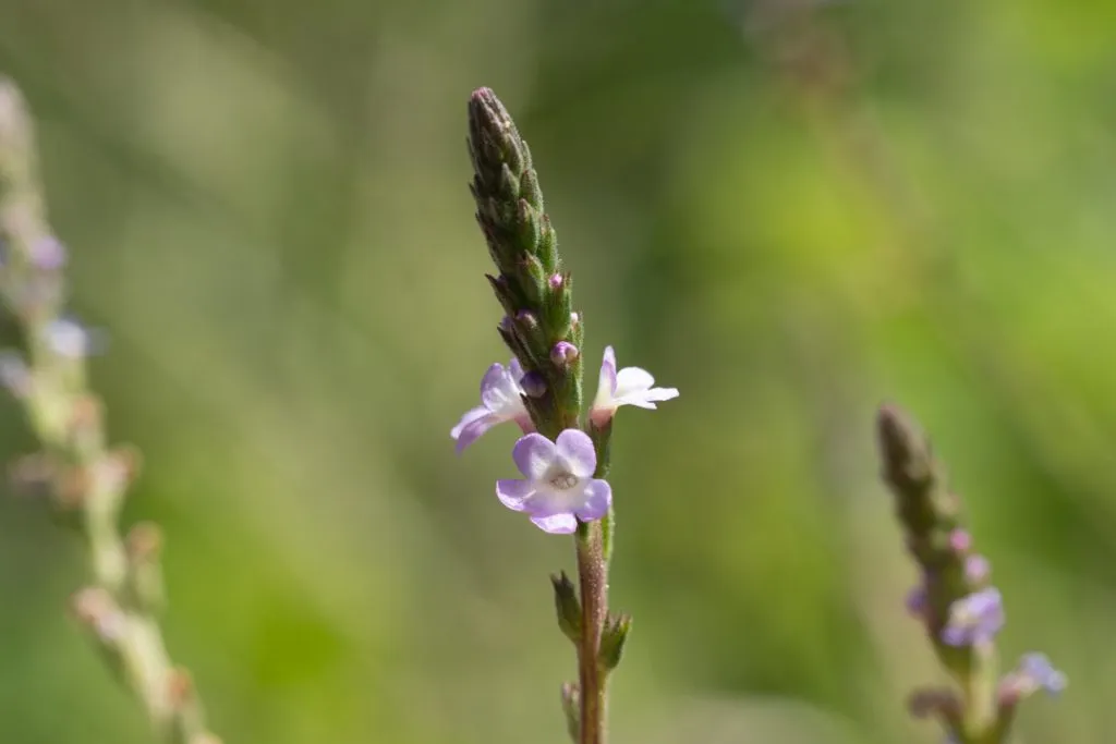 European Vervain Seed Pack