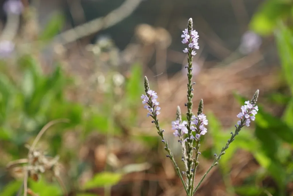 European Vervain Seed Pack