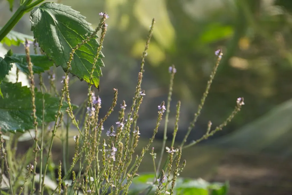 European Vervain Seed Pack