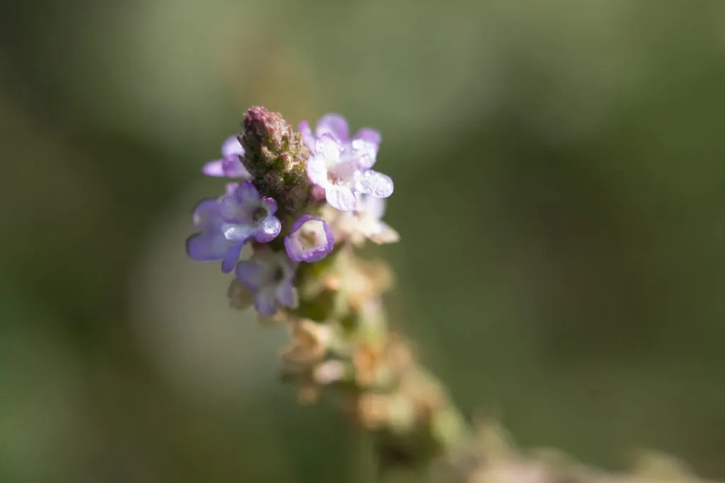 European Vervain Seed Pack