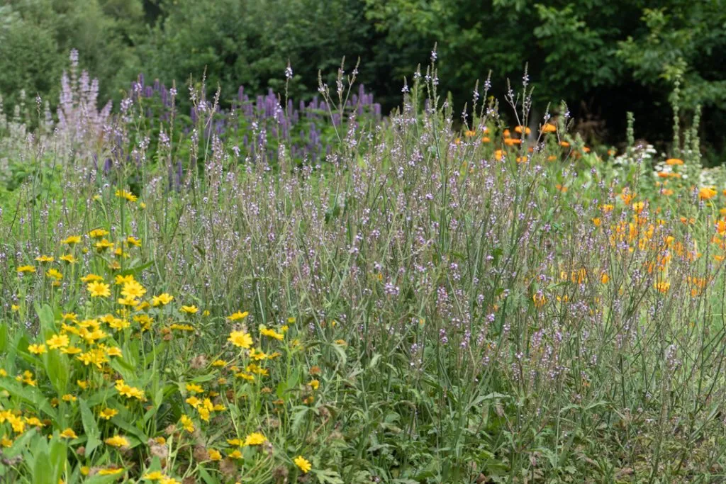 European Vervain Seed Pack