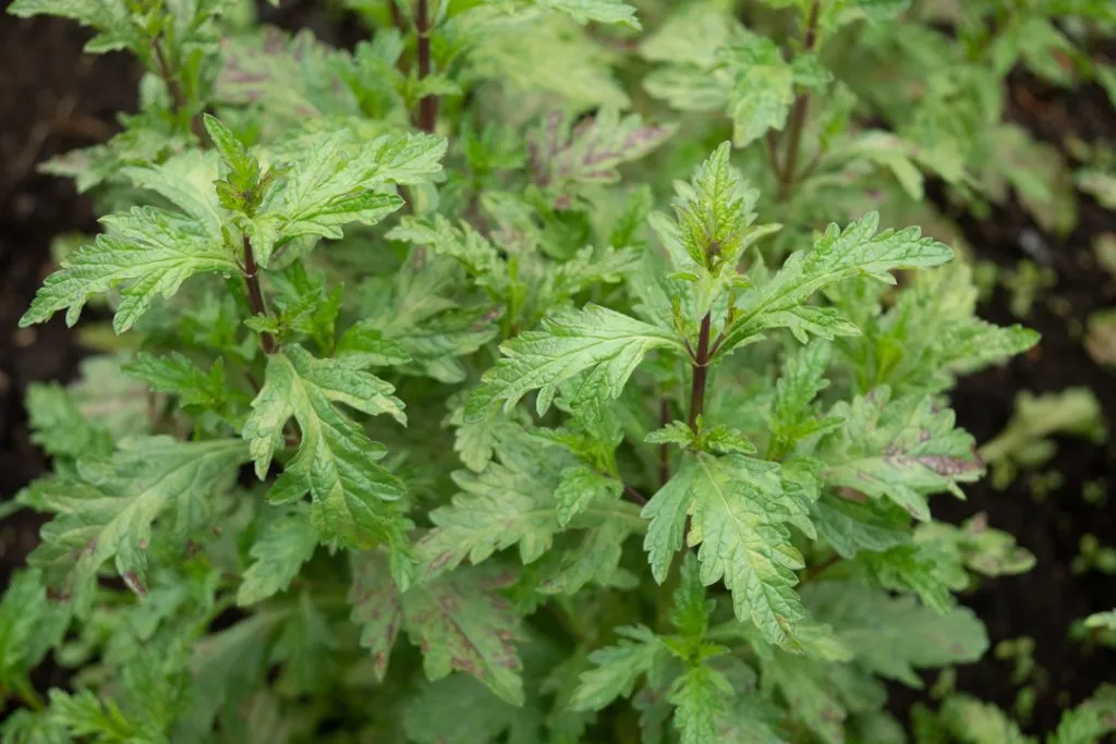 European Vervain Seed Pack
