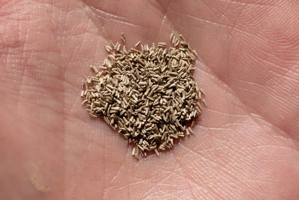Feverfew Seed Pack