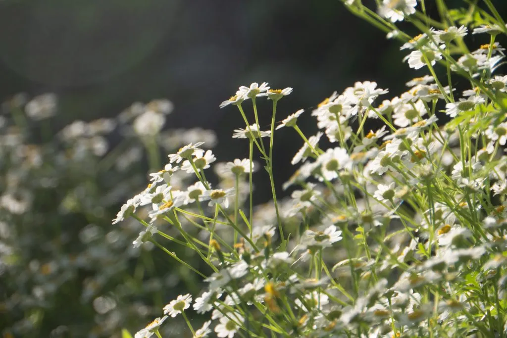Feverfew Seed Pack