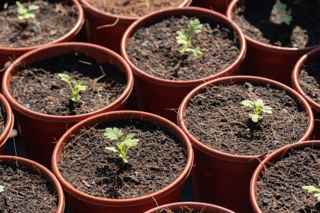 Feverfew Seed Pack