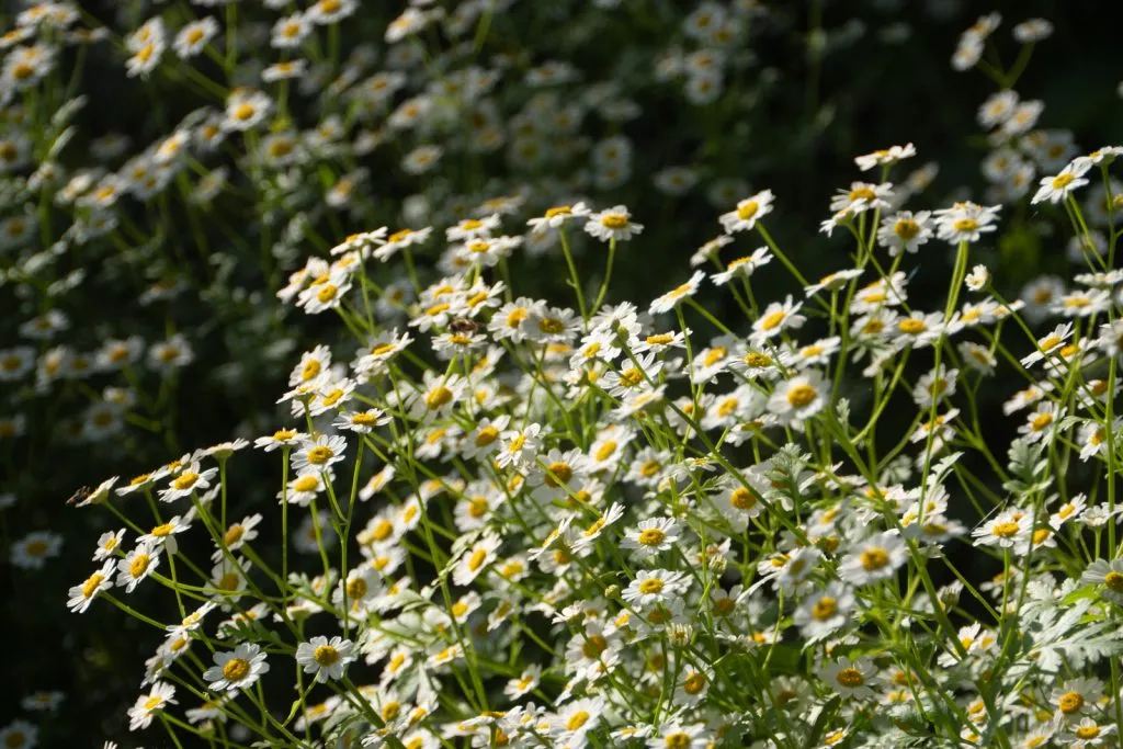 Feverfew Seed Pack