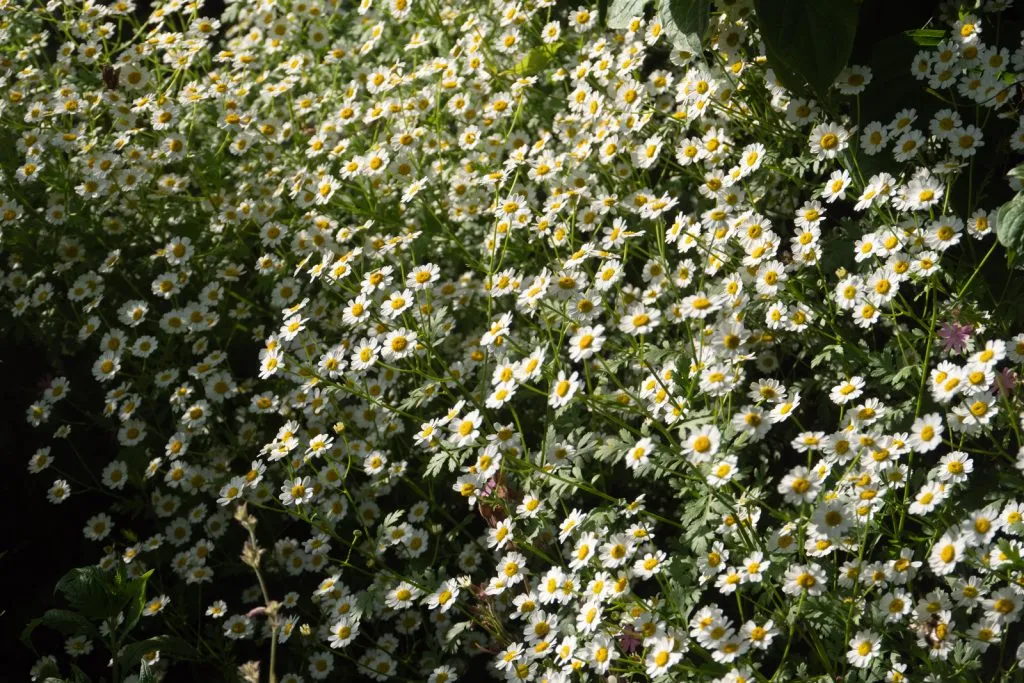 Feverfew Seed Pack