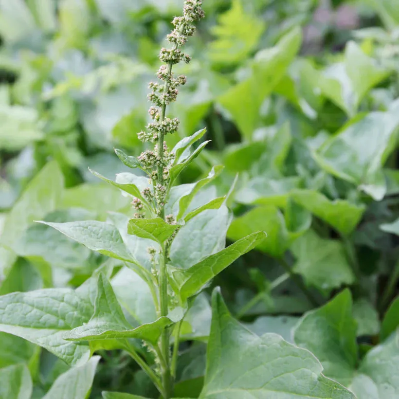 Foraging Wild Herbs Seed Collection