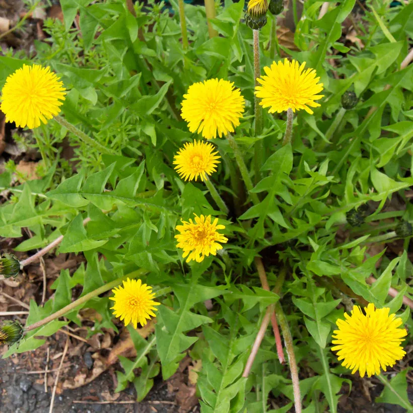 Foraging Wild Herbs Seed Collection