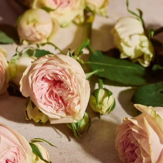 Full Rose Eau de Parfum The Body Shop