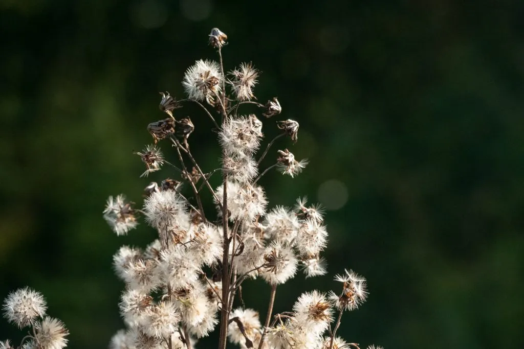 Golden Rod Seed Pack
