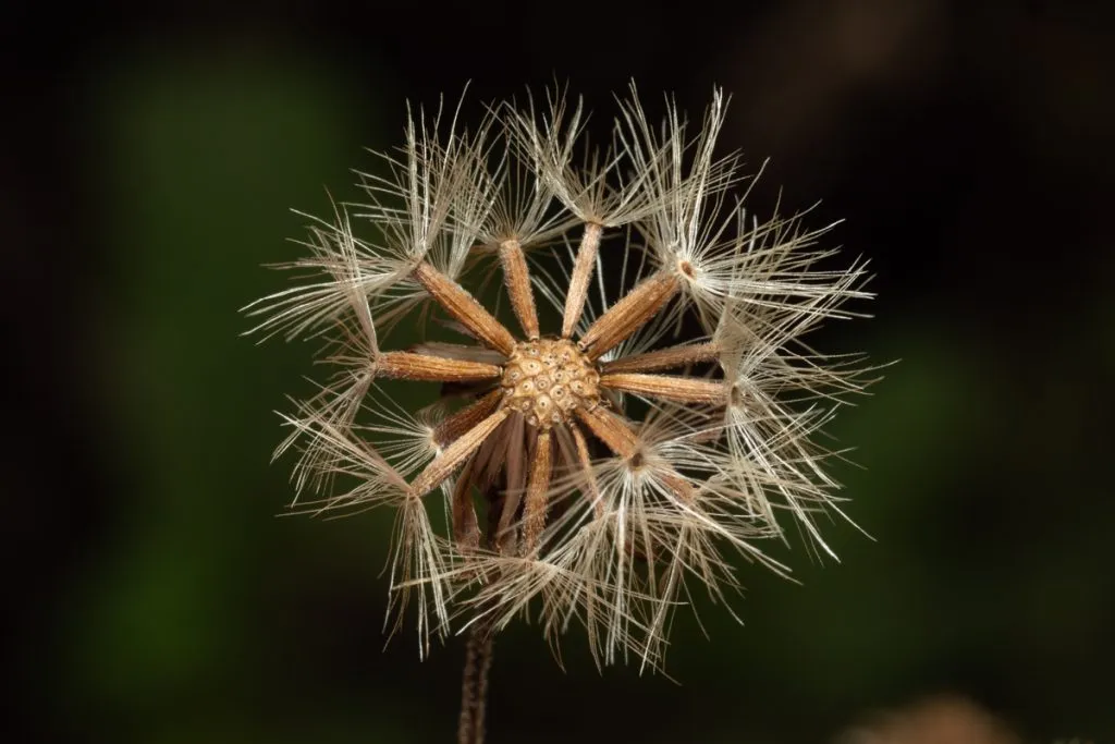 Golden Rod Seed Pack