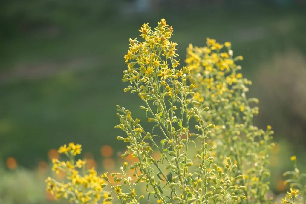 Golden Rod Seed Pack