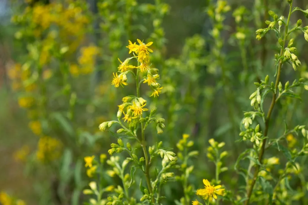 Golden Rod Seed Pack