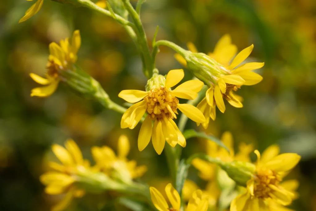 Golden Rod Seed Pack