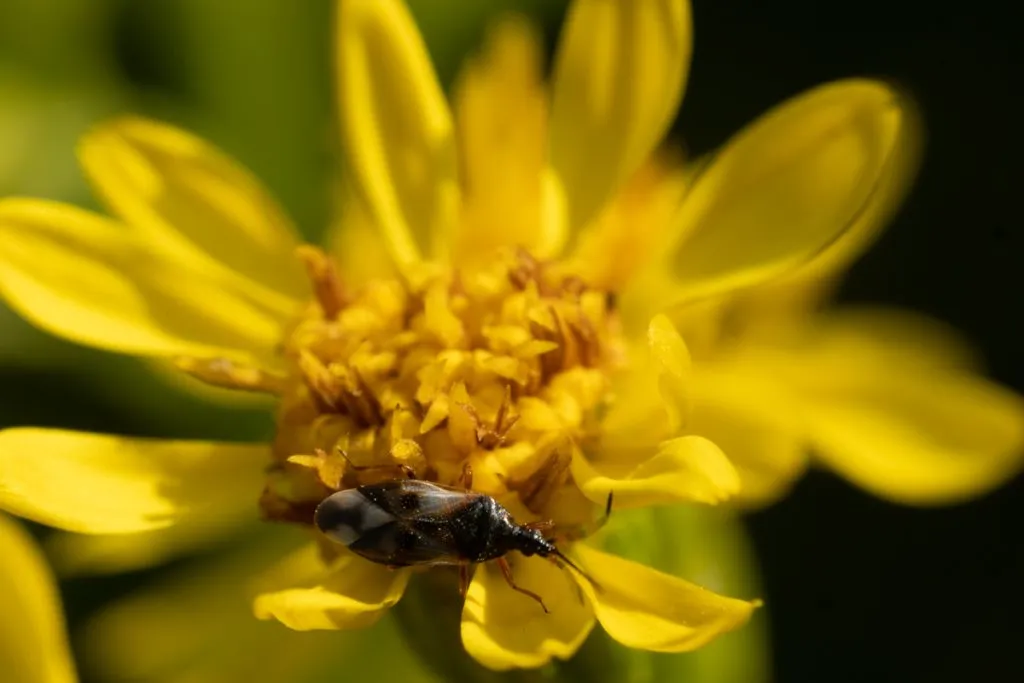 Golden Rod Seed Pack